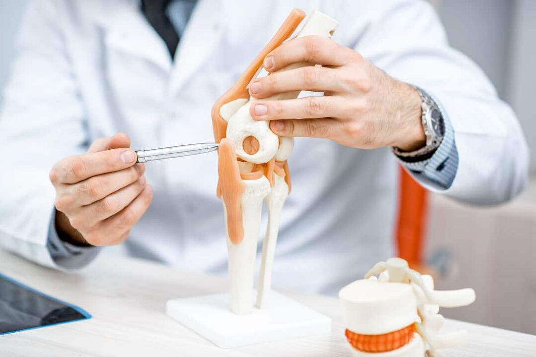Model of the knee joint, allowing its structure to be evaluated